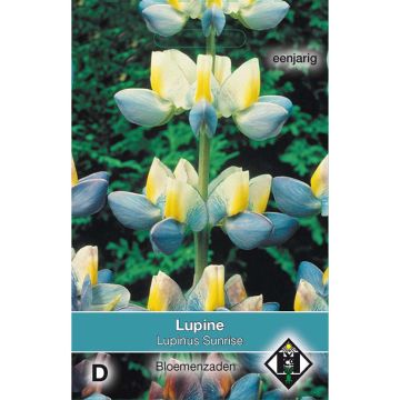 Graines de Lupin annuel cruickshankii Sunrise