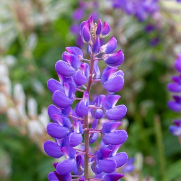 Graines de Lupin vivace de Russel Mon Château rouge - Lupinus polyphyllus