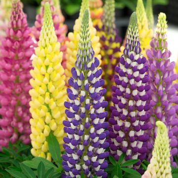 Lupin Tutti Frutti