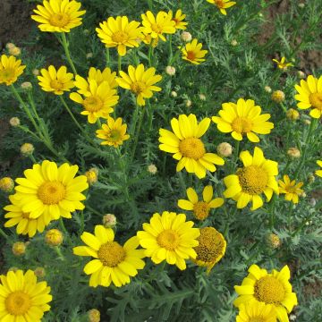 Graines de Marguerite dorée - Chrysanthemum segetum