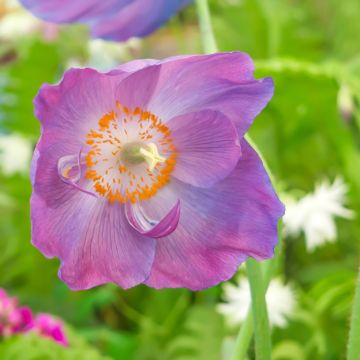 Meconopsis baileyi Hensol Violet