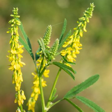 Graines de Mélilot jaune - Melilotus officinalis