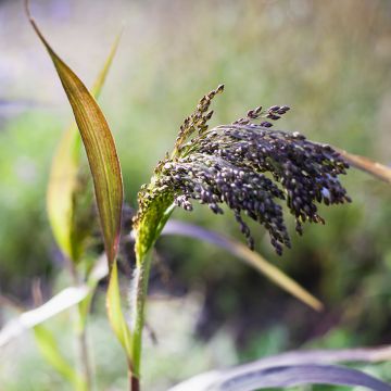 Graines de Millet commun violet - Panicum miliaceum Violaceum