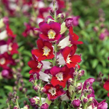 Graines de Muflier Antiquity Red Bicolour - Antirrhinum majus