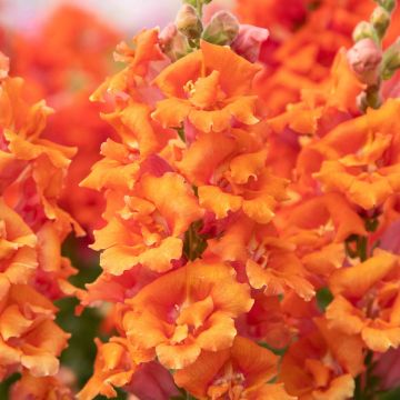 Graines de Muflier Sweet Duet Peach - Antirrhinum majus