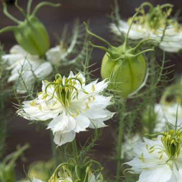 Graines de Nigelle de Damas blanche à capsule rouge