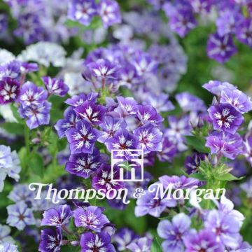 Graines de Phlox drummondii Sugar Stars - Phlox de Drummond 