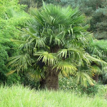 Graines de Palmier de Chine - Trachycarpus Fortunei
