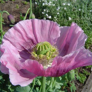 Graines de Pavot - Papaver somniferum nigrum