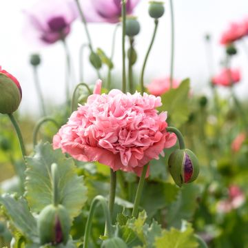 Graines de Pavot annuel Frosted Salmon - Papaver somniferum