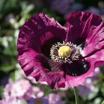 Graines de Pavot annuel Lauren's Grape - Papaver somniferum