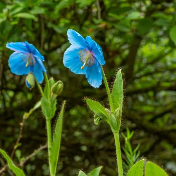 Pavot bleu de l'Himalaya - Meconopsis betonicifolia