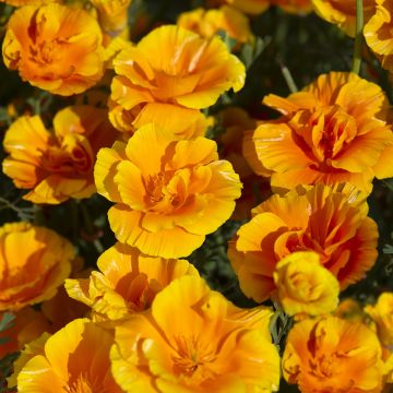 Graines de Pavot de Californie Apricot Flambeau - Eschscholzia californica