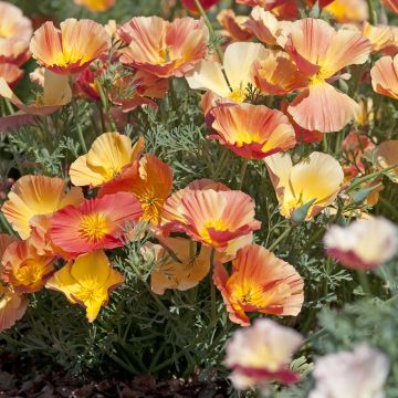 Graines de Pavot de Californie Apricot Flambeau - Eschscholzia californica