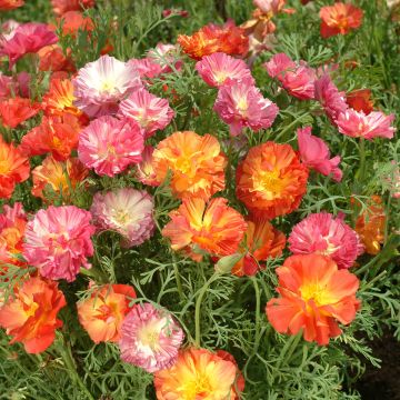 Graines de Pavot de Californie Apricot Flambeau - Eschscholzia californica