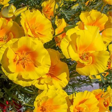 Graines de Pavot de Californie Yukon Gold - Eschscholzia californica