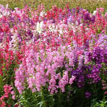 Graines de Penstemon Wedding Bells (hartwegii sensations) - Galane en mélange