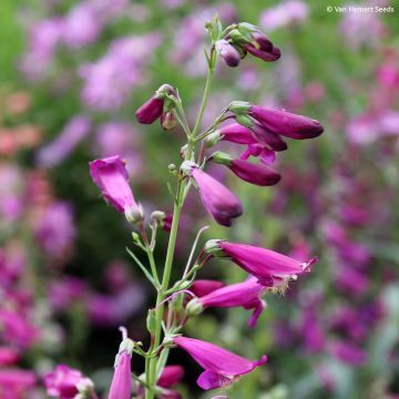 Penstemon Barbatus Iron Maiden 