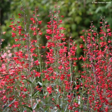 Graines de Penstemon barbatus Twizzle Scarlet - Galane