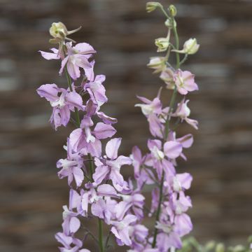 Delphinium Imperial Mix - Pied d'Alouette annuel à fleurs doubles