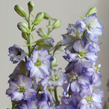 Graines de Delphinium Fancy Purple Picotee - Pied d'Alouette annuel blanc et bleu lilas