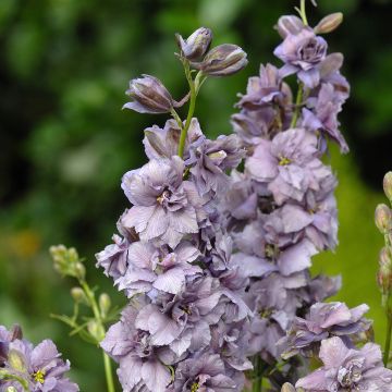 Delphinium Imperial Mix - Pied d'Alouette annuel à fleurs doubles