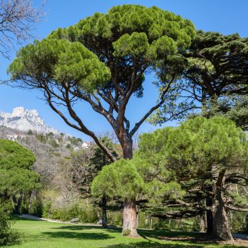 Graines de Ginkgo biloba - Arbre aux quarante écus