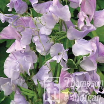 Graines de Pois de Senteur Ballerina Blue - Lathyrus odoratus grandiflora