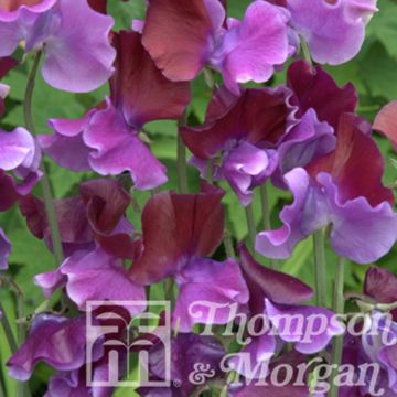 Graines de Pois de Senteur Bicolour Purple Pimpernel - Lathyrus odoratus grandiflora