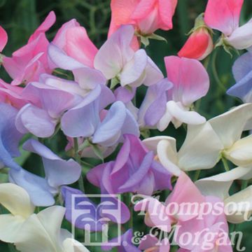 Graines de Pois de Senteur Elegant Ladies - Lathyrus odoratus grandiflora