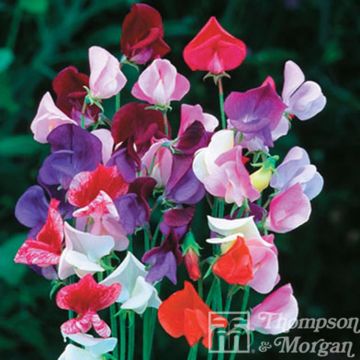 Graines de Pois de senteur Heirloom Mixed - Lathyrus odoratus 