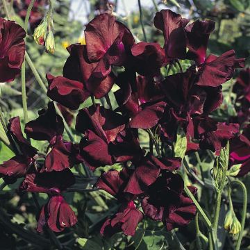 Graines de Pois de Senteur Midnight - Lathyrus odoratus grandiflora