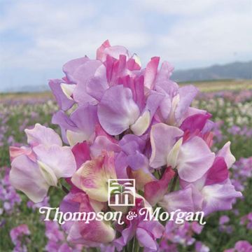 Graines de Pois de Senteur Prima Ballerina - Lathyrus odoratus