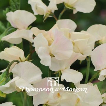 Graines de Pois de senteur Cream Southborne - Lathyrus odoratus grandiflora 