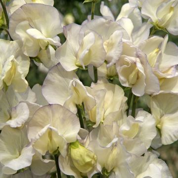 Graines de Pois de senteur Spencer Old Times - Lathyrus odoratus