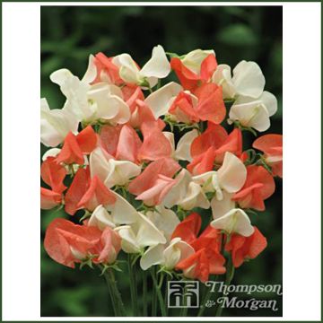 Graines de Pois de senteur Tangerine Cream - Lathyrus odoratus grandiflora