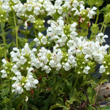 Graines de Prunella Grandiflora Freelander Blue - Brunelle à grandes fleurs