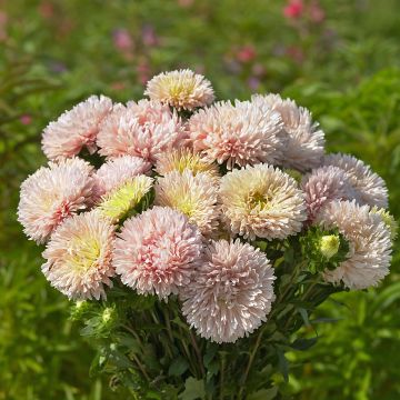 Graines de Reine-Marguerite King Size Apricot - Callistephus chinensis