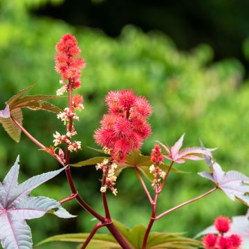 Ricin sanguin Palma-Christi - Ricinus communis