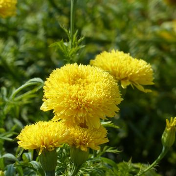 Graines de Rose d'Inde Eskimo - Tagetes erecta nana