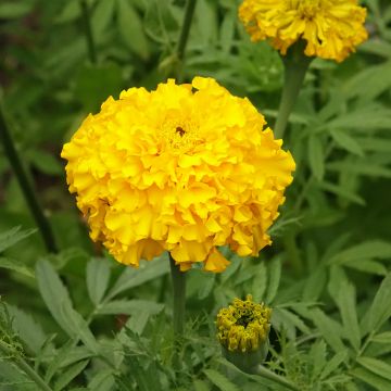 Graines de Rose d'Inde Lemon Mum