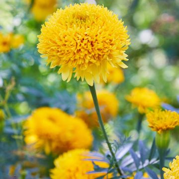 Graines de Rose d'Inde Eskimo - Tagetes erecta nana