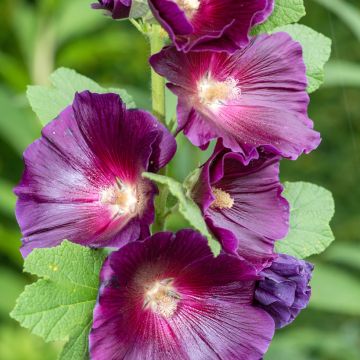 Graines de rose trémière Halo Cream - Alcea rosea