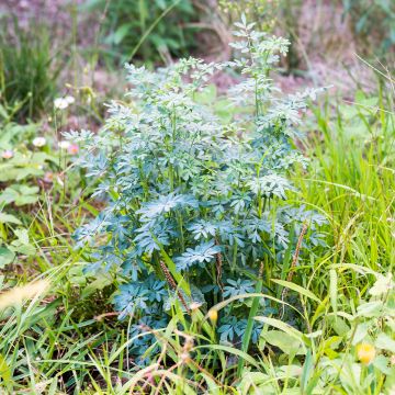 Graines de Rue de Chalep - Ruta chalepensis (Barry)