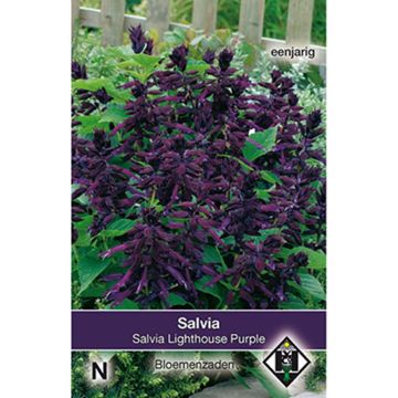Graines de Salvia splendens Lighthouse Purple - Sauge éclatante