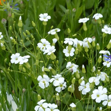 Saponaire de Montpellier - Saponaria ocymoides