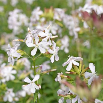 Saponaire de Montpellier - Saponaria ocymoides