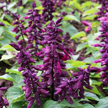 Salvia Splendens Red Arrows