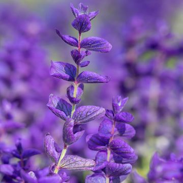 Salvia Horminum Claryssa Mixed 