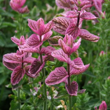 Salvia Horminum Claryssa Mixed 